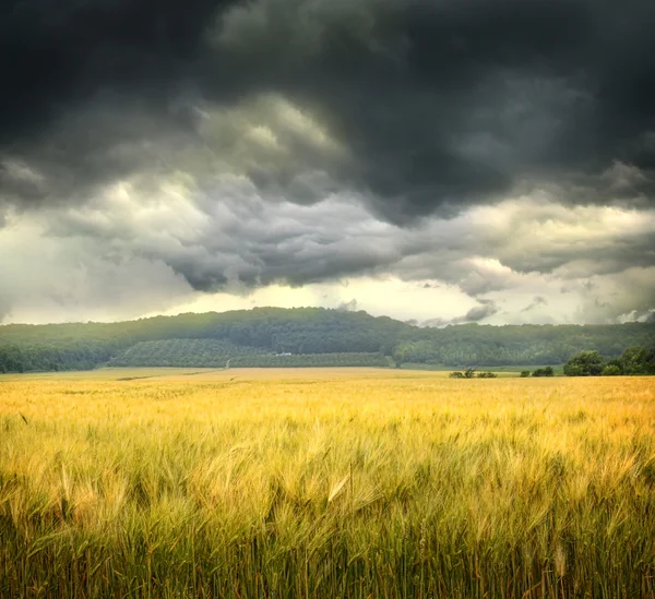 Campo de trigo com nuvens ameaçadoras — Fotografia de Stock