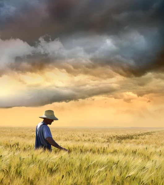 Farmer checking his crop of wheat — Stock Photo, Image