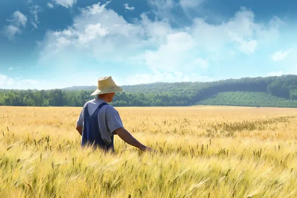 Фермер, що йде через пшеничне поле — стокове фото