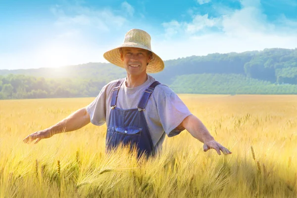 检查的农夫把他的小麦作物 — 图库照片