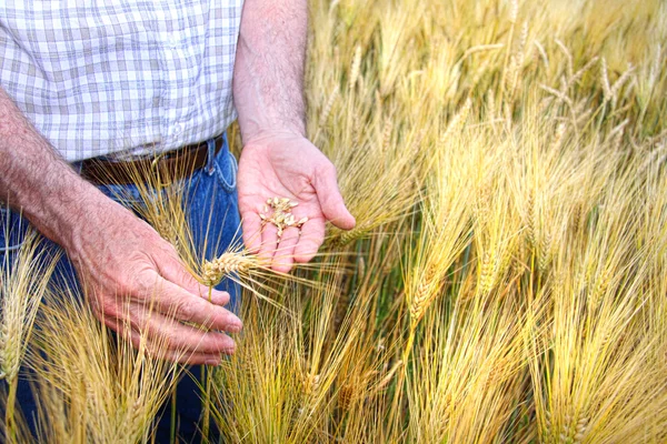 Руки з утриманням зерна пшениці — стокове фото