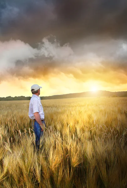 Homme debout dans un champ de blé — Photo