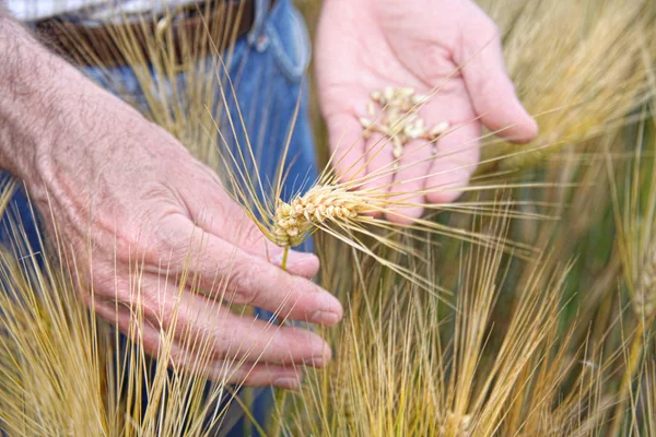 Hände halten Weizen — Stockfoto