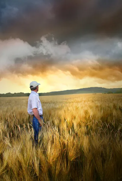 Homem de pé em um campo de trigo — Fotografia de Stock