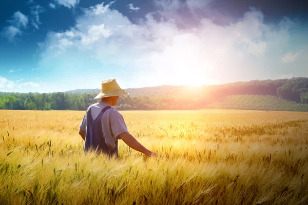 Bauer geht durch ein Weizenfeld lizenzfreie Stockbilder