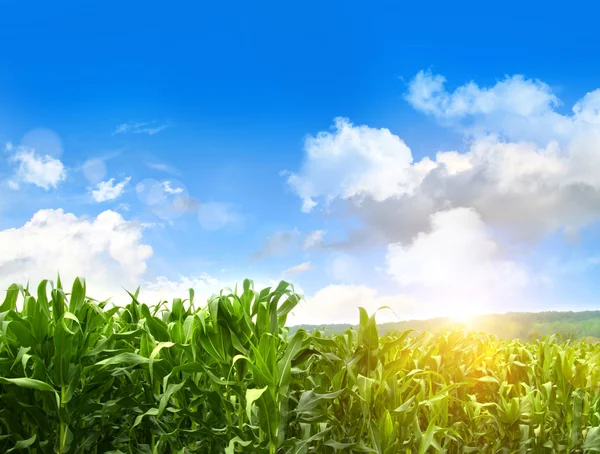 Поле молодой кукурузы, растущей против голубого неба — стоковое фото