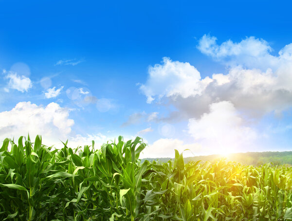 Поле молодой кукурузы, растущей против голубого неба
