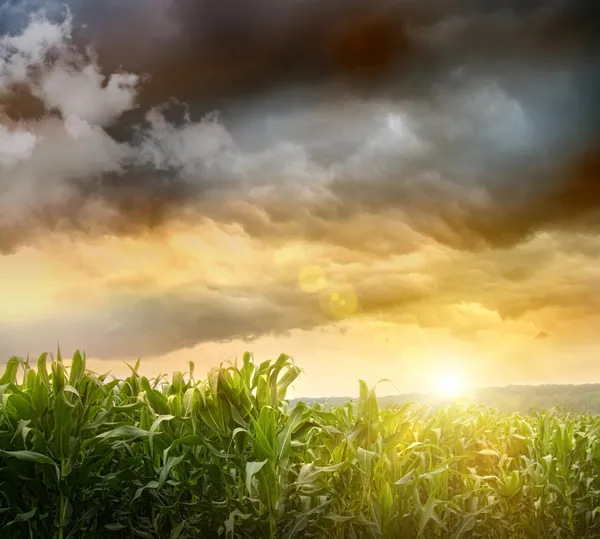 Céus escuros pairando sobre campos de milho — Fotografia de Stock