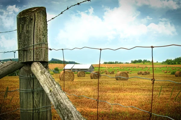 干し草の俵を新鮮なカットのフィールド — ストック写真