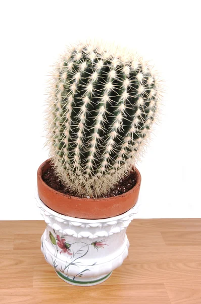 Ein großer Kaktus im Topf. — Stockfoto