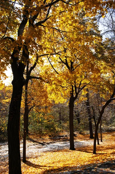 stock image Autumn in the park.