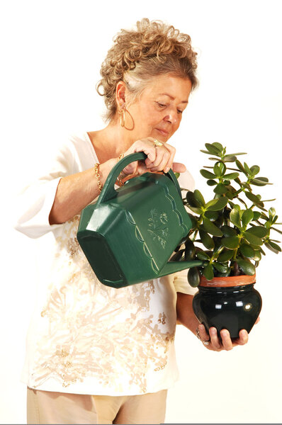 Senior woman watering plant.
