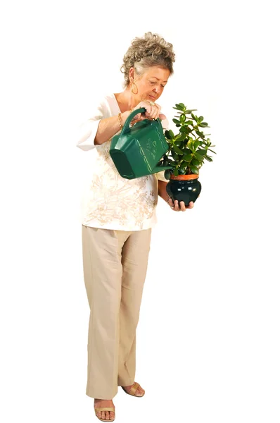 Podlewania roślin wyższych kobieta. — Zdjęcie stockowe