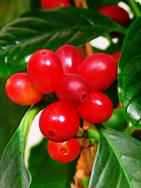 stock image Coffee beans