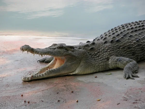 stock image Crocodile