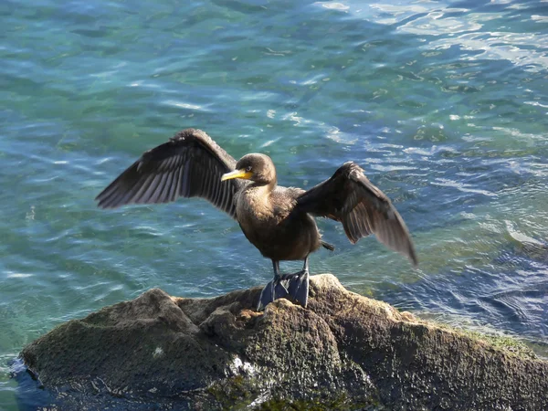 stock image Cormorant