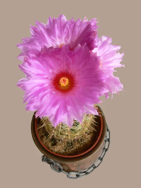 Three flowers on cactus — Stock Photo, Image