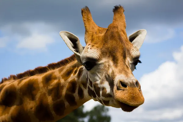 Giraffe Profile Stock Picture