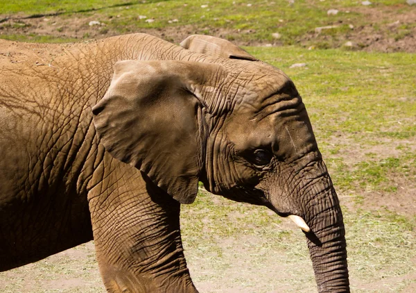 stock image Elephant Profile