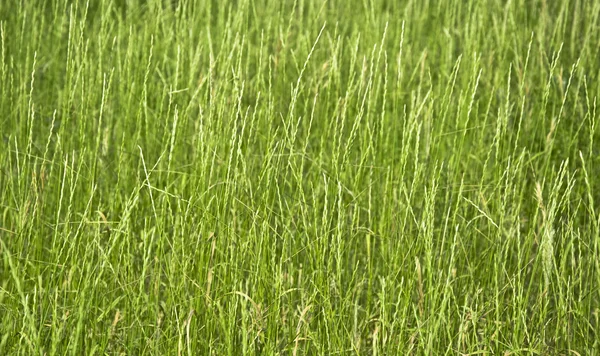 Textuur van groen gras close-up. — Stockfoto