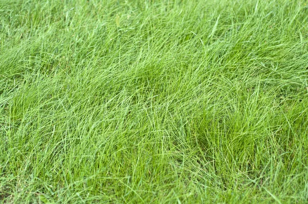 テクスチャの緑の草 — ストック写真