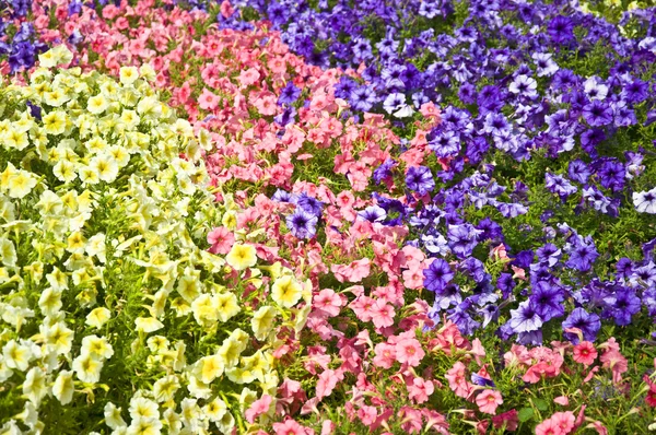 Flores multicoloridas na grama verde — Fotografia de Stock