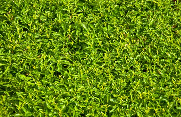 Stock image Green grass