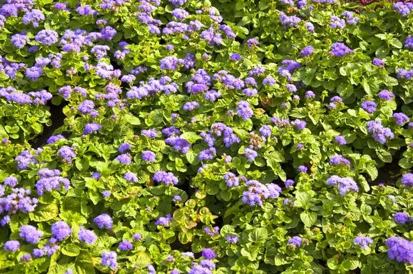 Niebieskie kwiaty małe — Zdjęcie stockowe