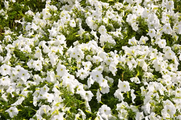 Małe, białe kwiaty — Zdjęcie stockowe