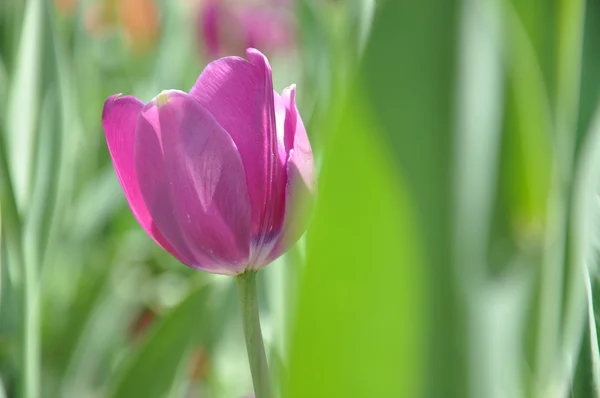 pembe kırmızı lale