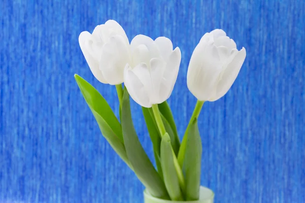 Witte tulpen op een blauwe achtergrond — Stockfoto