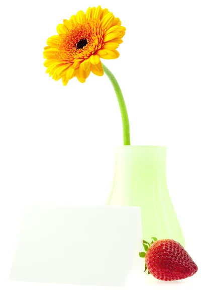 Gerbera in a vase and strawberries isolated on white — Stock Photo, Image