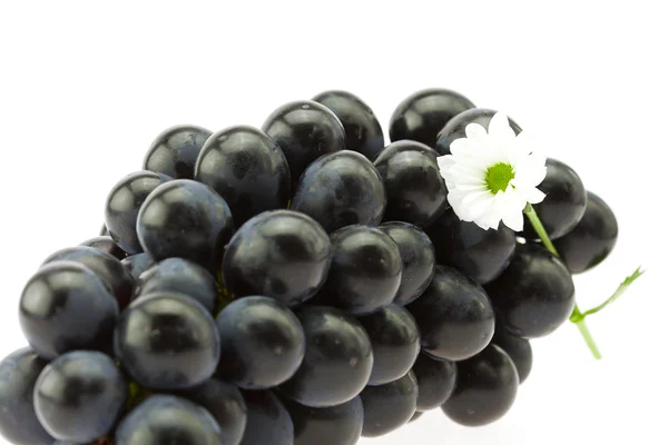 Ramo de uvas y una flor aislada en blanco —  Fotos de Stock