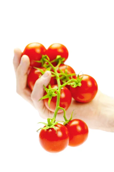 Tomatoes in hand isolated on white — Stock Photo, Image
