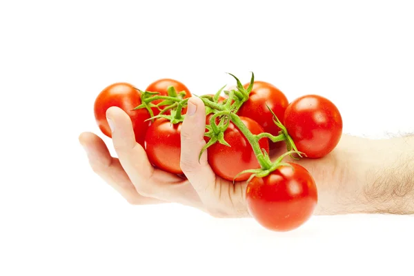 Juicy tomatoes in hand isolated on white — Stock Photo, Image