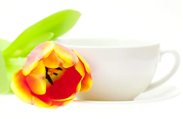 Tulipa e caneca branca isoladas em branco — Fotografia de Stock
