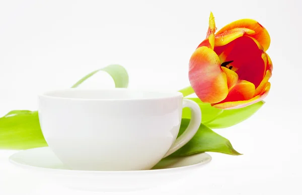 Taza de tulipán y blanco aislada en blanco — Foto de Stock