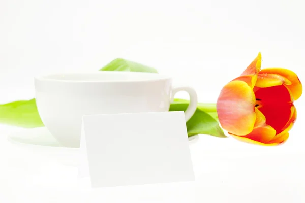 Tulip and white mug isolated on white — Stock Photo, Image