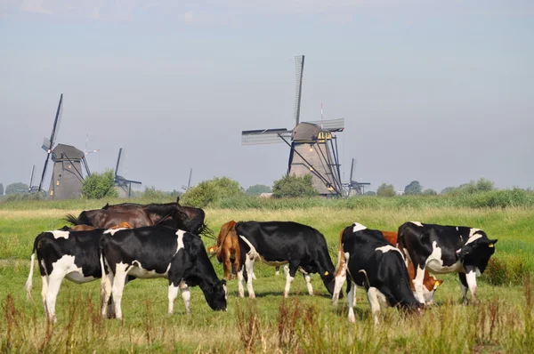Krávy na pastvě poblíž mlýn — Stock fotografie