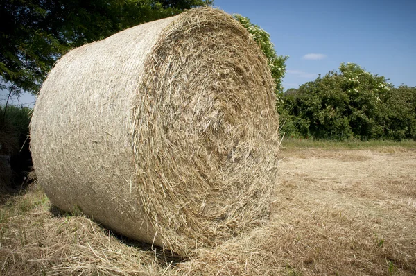 Full Hay ball — Stock Photo, Image