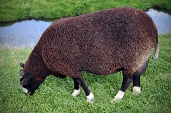 Τα μαύρα πρόβατα — Φωτογραφία Αρχείου