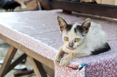 bir tabloda küçük hasta kedi