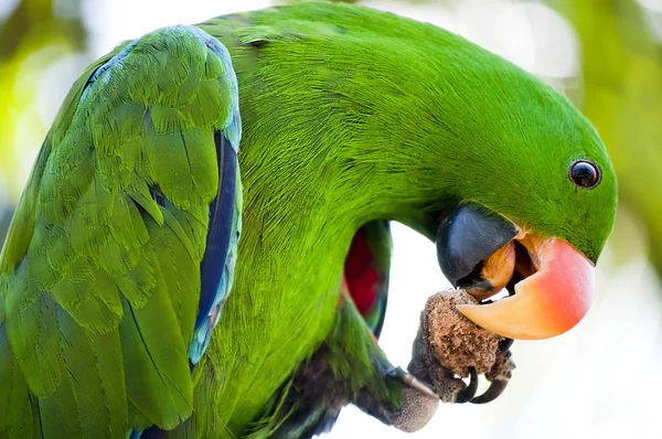 Macaw is eating — Stock Photo, Image