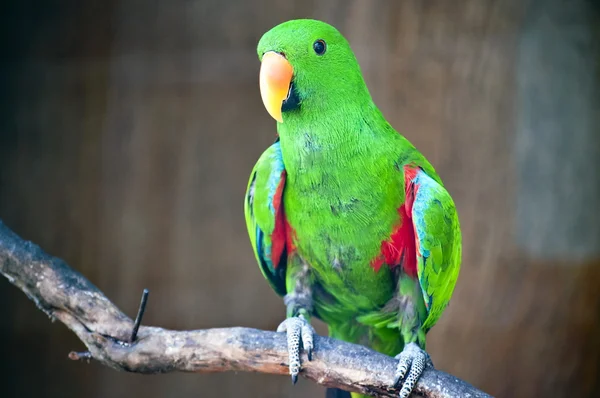 Green macaw standing — Stock Photo, Image