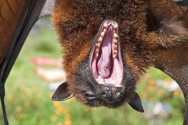 졸린 박쥐 — 스톡 사진