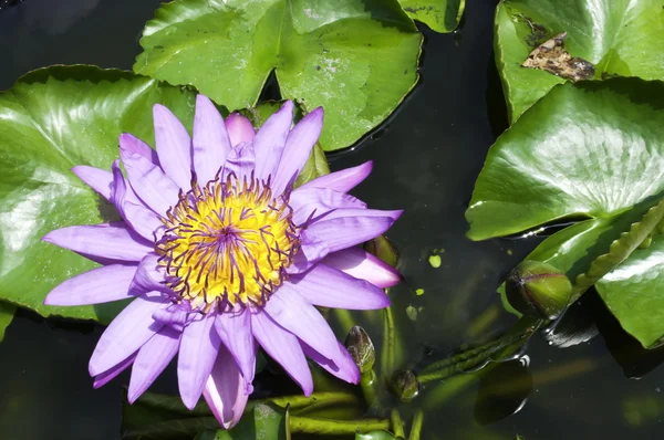 stock image Waterlily