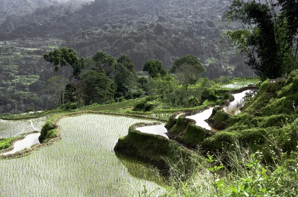 Grönt ris terrass — Stockfoto