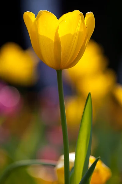 Tulipán (Monsella ) —  Fotos de Stock