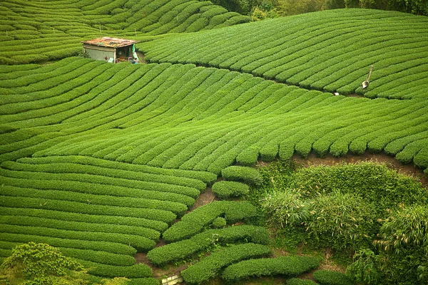 Jardim de chá Ba Gua no meio de Taiwan — Fotografia de Stock