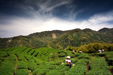 Ba Gua Tea garden in mid of Taiwan clipart